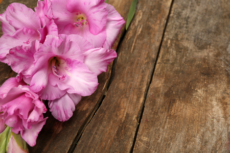 Beautiful gladiolus on wooden backgroundの写真素材