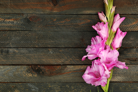 Beautiful gladiolus on wooden backgroundの写真素材
