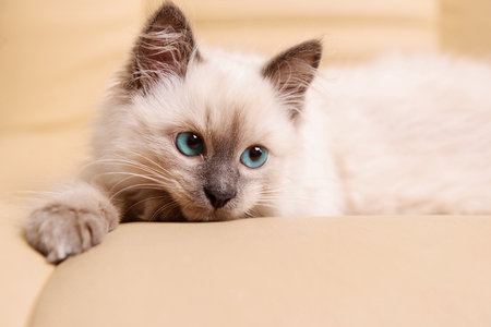 Cute little kitten lying on sofa close upの写真素材