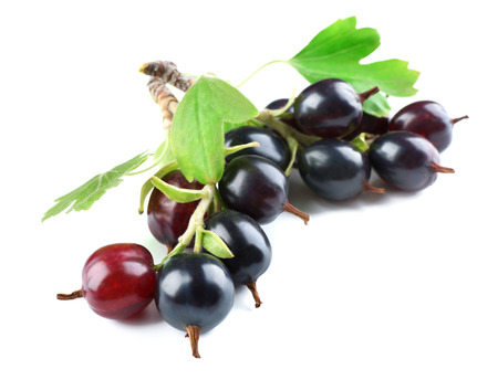Wild black currant with green leaves isolated on whiteの写真素材