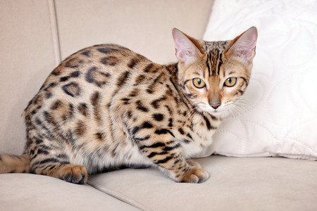 Beautiful Bengal kitten on sofa in room