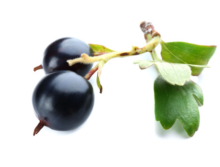 Wild black currant with green leaves isolated on whiteの写真素材