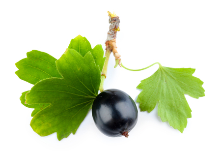 Wild black currant with green leaves isolated on whiteの写真素材