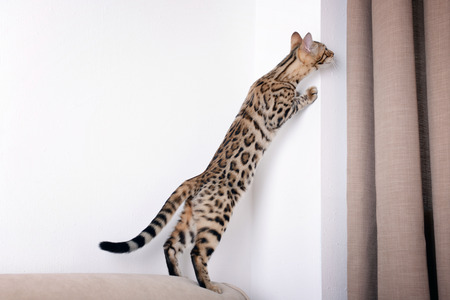 Beautiful Bengal kitten on sofa in roomの写真素材