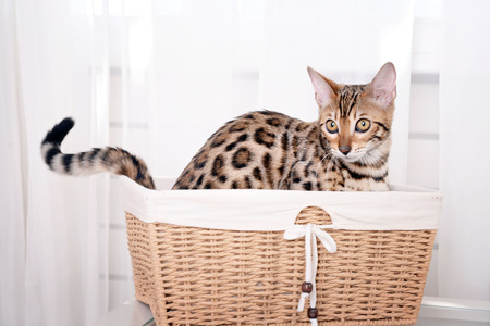 Beautiful Bengal kitten in basket at home