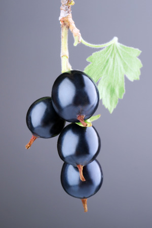 Wild black currant with green leaf on gray backgroundの写真素材