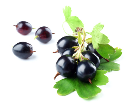 Wild black currant with green leaves isolated on whiteの写真素材