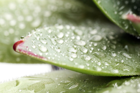 Beautiful succulent plant with water drops close upの写真素材