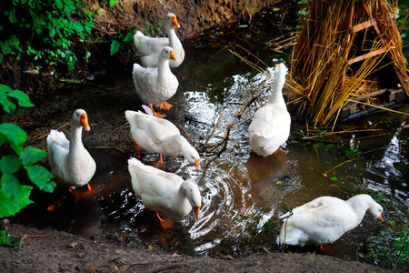 Geese on waterの写真素材