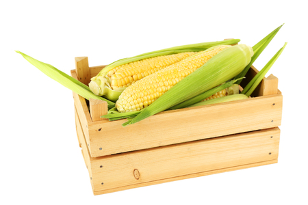 Fresh corn on cobs in wooden crate isolated on whiteの写真素材