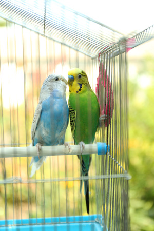Cute colorful budgies in cage, outdoorsの写真素材