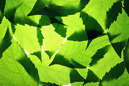 Green leaves background