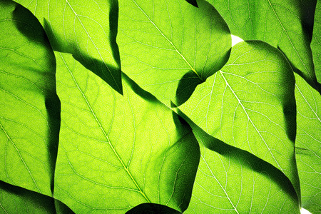 Green leaves backgroundの写真素材