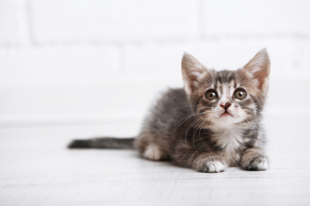 Cute gray kitten on floor at homeの写真素材