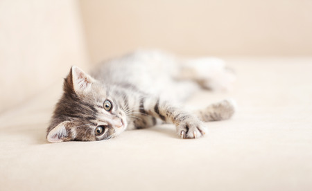 Cute gray kitten at homeの写真素材