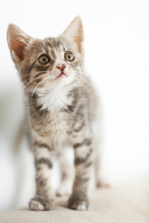 Cute gray kitten at homeの写真素材