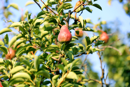 Pear tree close upの写真素材