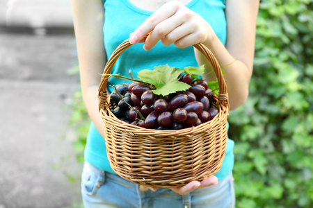 Hand with grapes in basket on nature backgroundの写真素材