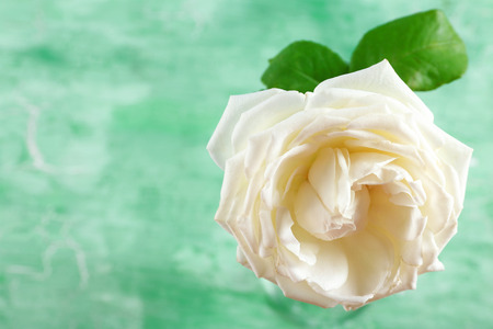 Beautiful rose on wooden backgroundの写真素材