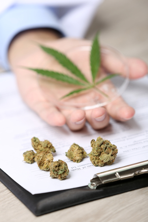 Doctor hand holding green cannabis leaf close upの写真素材