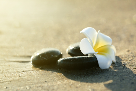 Pebbles with plumeria on seashoreの写真素材