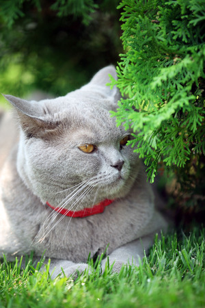 British cat on grass backgroundの写真素材
