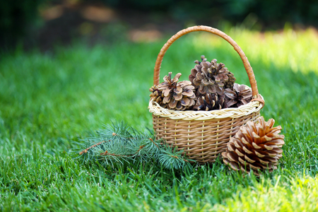Beautiful pine cones in wicker basket on green grass backgroundの写真素材