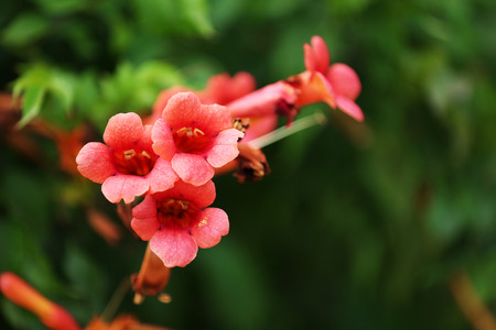 Pink flower in garden, close-up