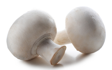 A pair of champignon mushrooms isolated on white backgroundの写真素材