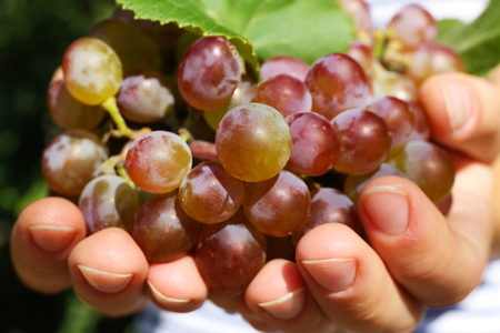 Juicy bunch of red grape in woman hands, close upの写真素材