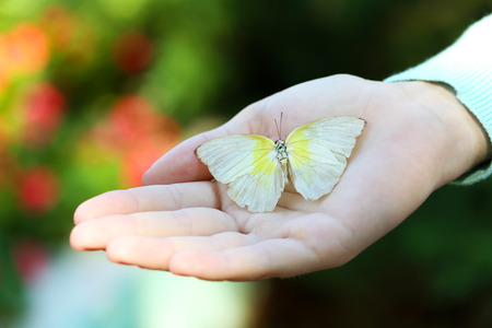 Colorful butterfly in female hand, close-upの写真素材