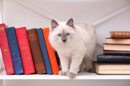 Cute little cat on shelf with books on light backgroundの写真素材