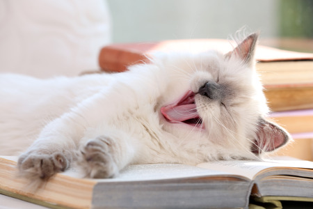 Kitten lying on windowsill, closeupの写真素材