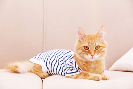 Cute red kitten on sofa at homeの写真素材