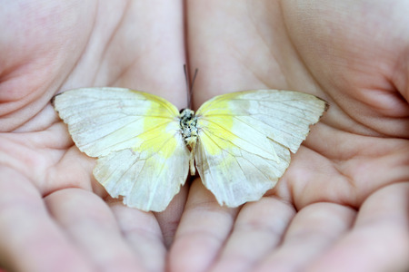 Colorful butterfly in female hand, close-up