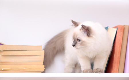 Cute little cat on shelf with books on light backgroundの写真素材