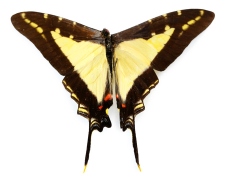 Colorful butterfly isolated on white の写真素材