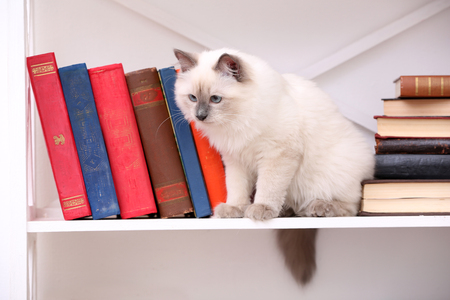Cute little cat on shelf with books on light backgroundの写真素材