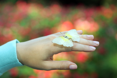 Colorful butterfly in female hand, close-upの写真素材