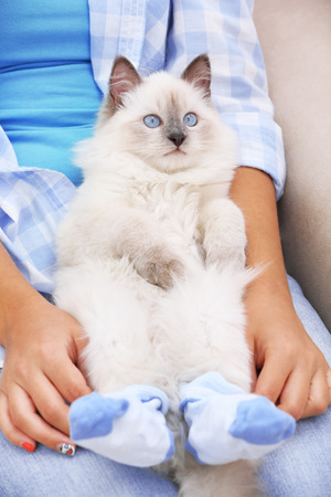 Young woman holding cat in socks, close-upの写真素材