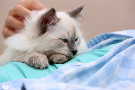 Young woman holding cat, close-upの写真素材
