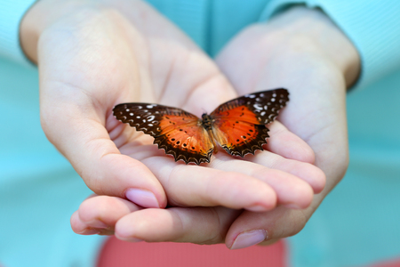 Colorful butterfly in female hand, close-upの写真素材