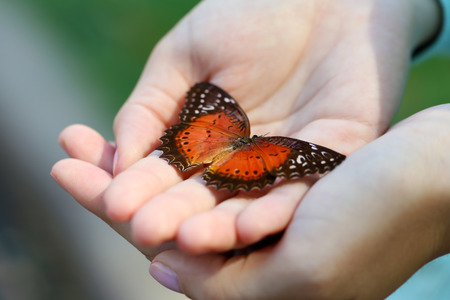 Colorful butterfly in female hand, close-upの写真素材