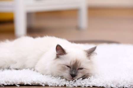 Cute little kitten sitting on white carpet, on home interior backgroundの写真素材