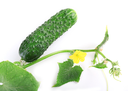 Cucumbers with leafs isolated on white backgroundの写真素材
