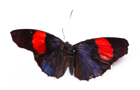 Colorful butterfly isolated on white の写真素材