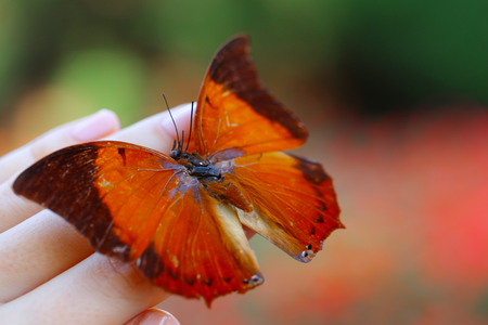 Colorful butterfly in female hand, close-upの写真素材