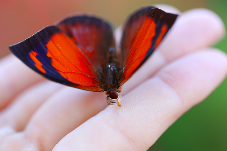 Colorful butterfly in female hand, close-upの写真素材