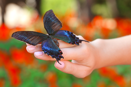 Colorful butterfly in female hand, close-upの写真素材