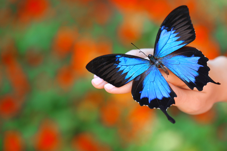 Colorful butterfly in female hand, close-upの写真素材